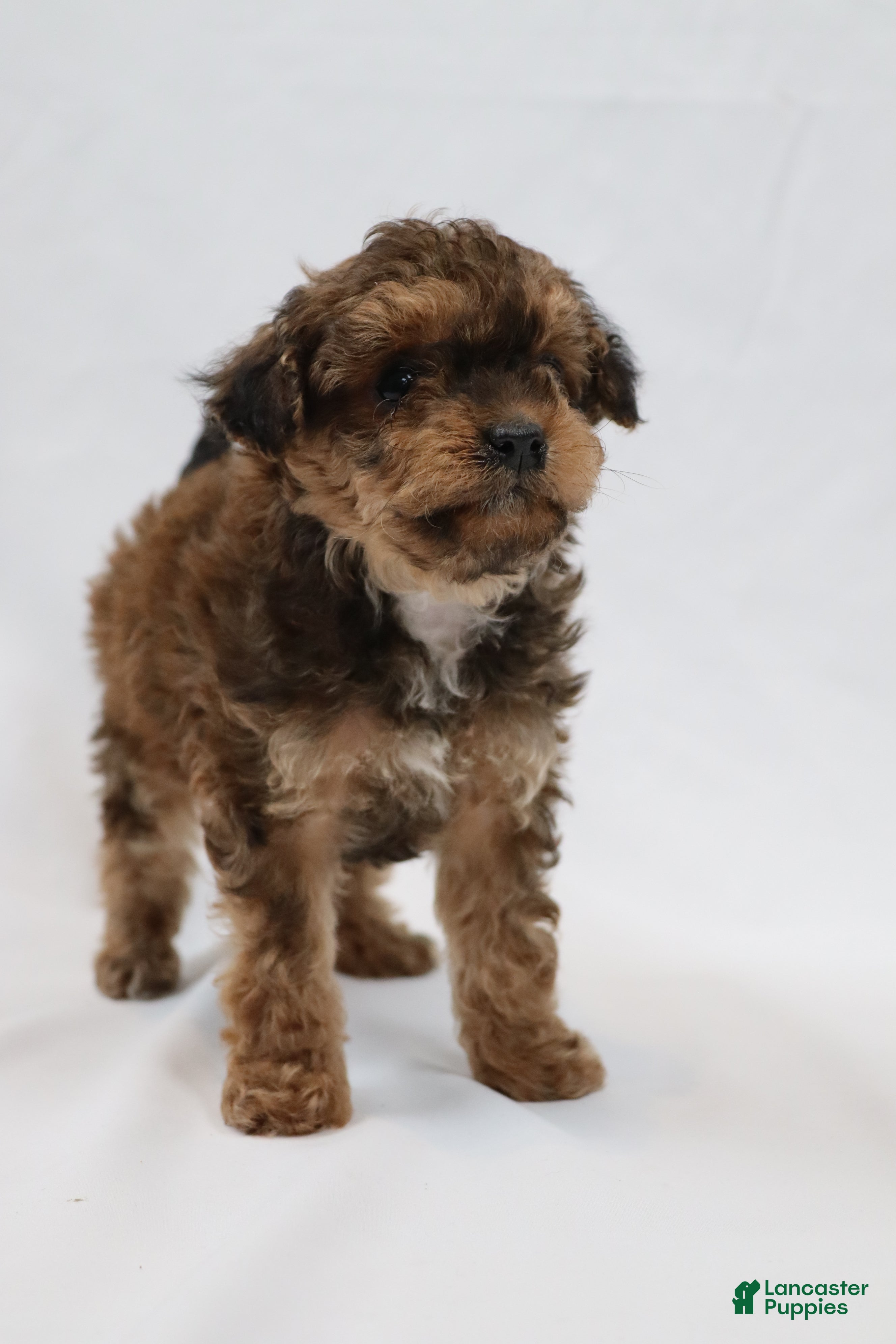 Cavapoo dogs Doughnut - Ad 1