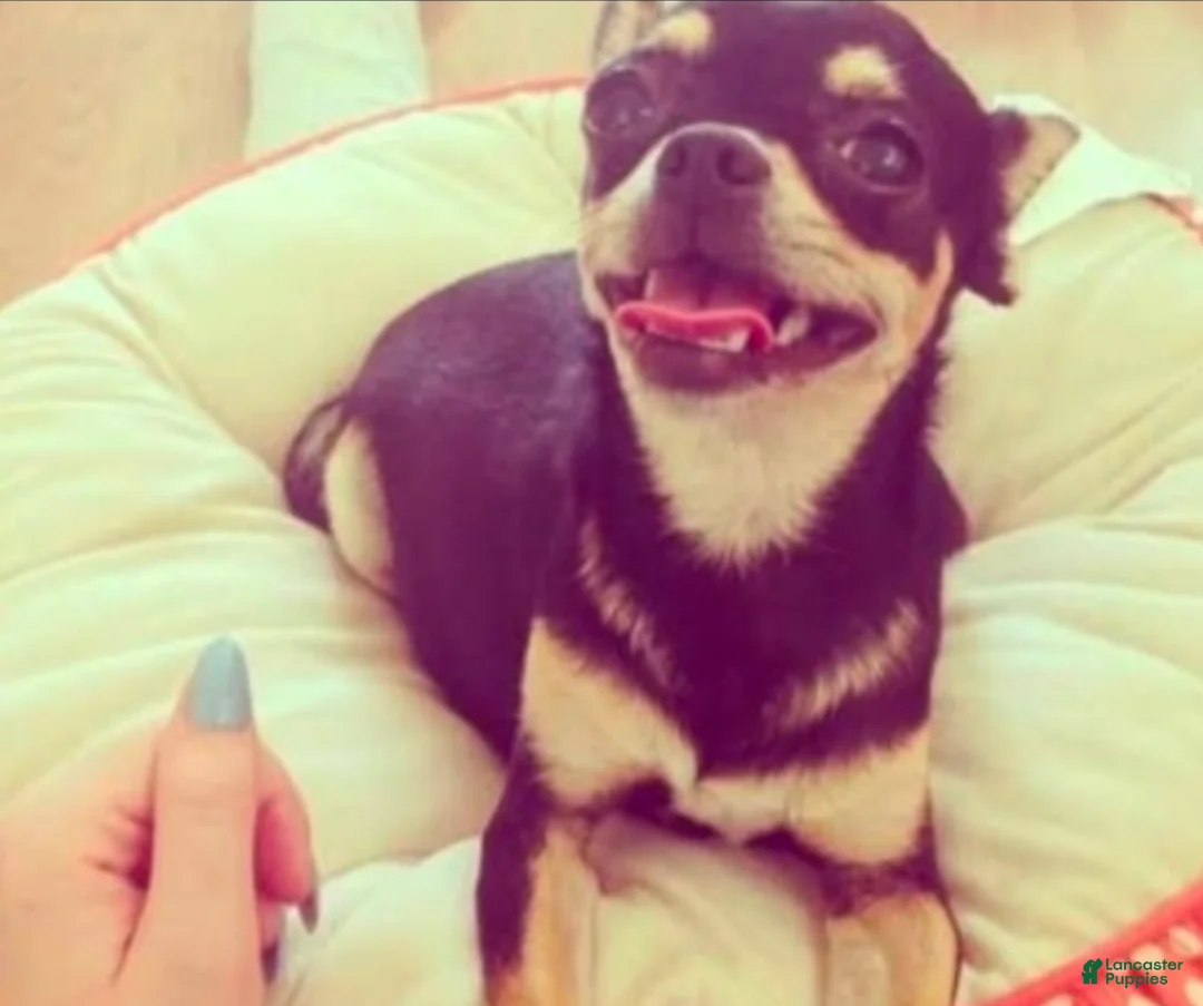 Chiweenie dogs for sale: Chiweenie Puppy 5 - Ad 3