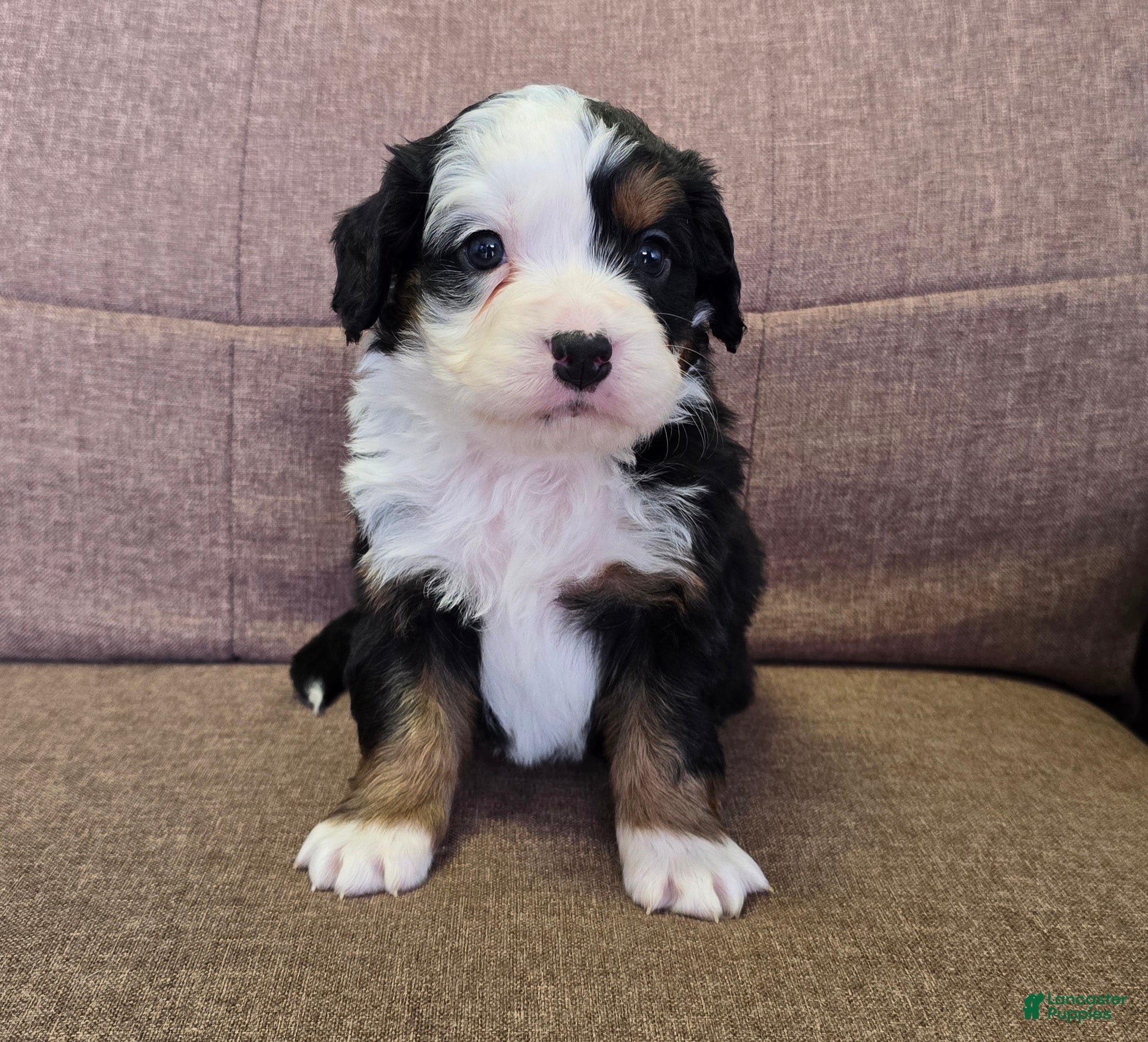 Miniature Bernese Mountain Dog dogs Tom Collins - Ad 2