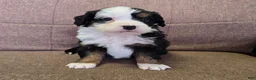 Miniature Bernese Mountain Dog dogs for sale: Tom Collins - Ad 10