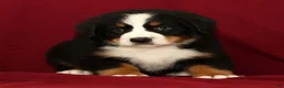 Bernese Mountain Dog dogs for sale: Buddy - Ad 4