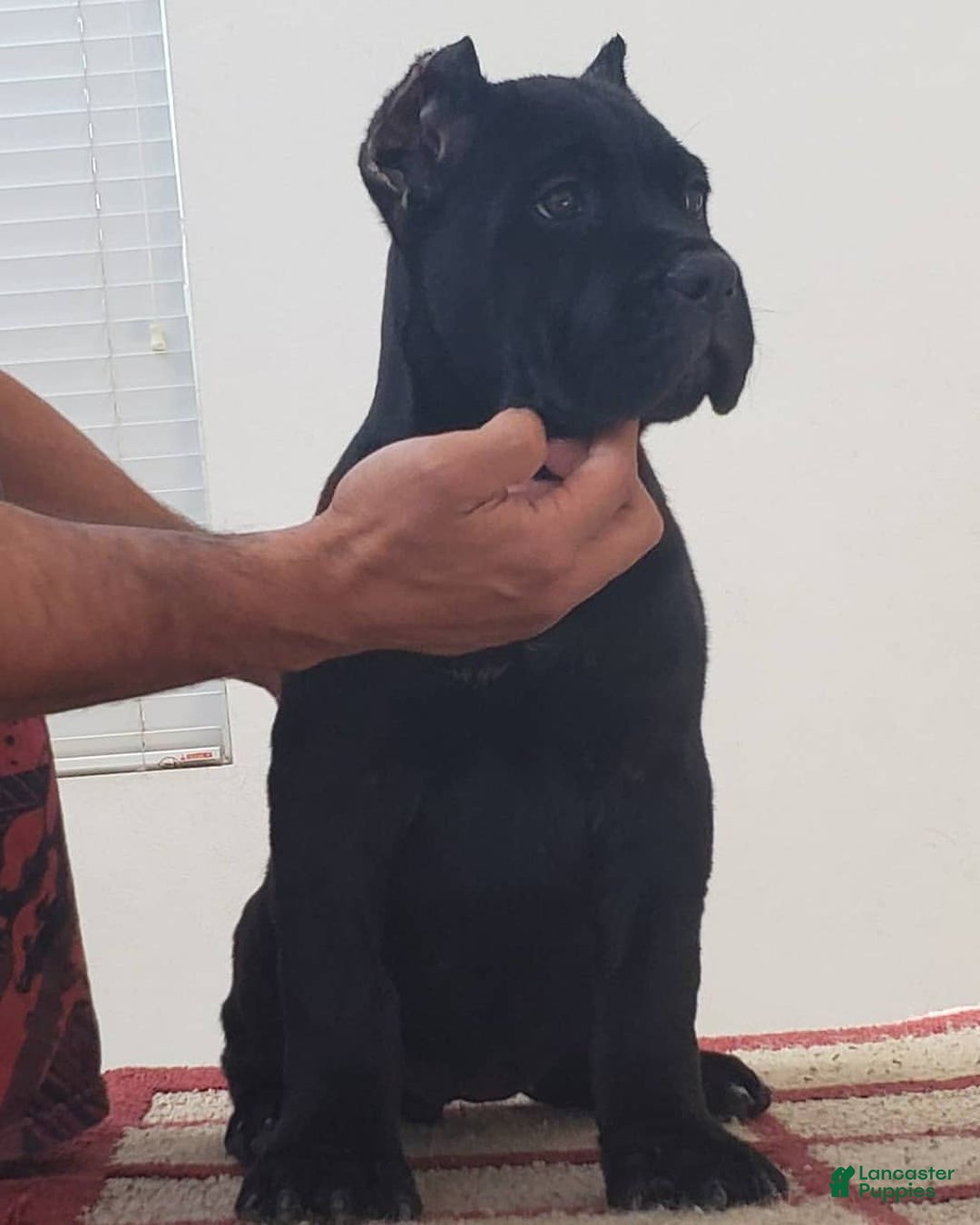 Cane Corso dogs for sale: Bella - Ad 1