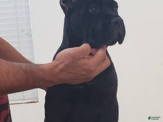 Cane Corso dogs Bella - Ad 5