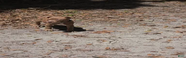 American Pit Bull Terrier 1