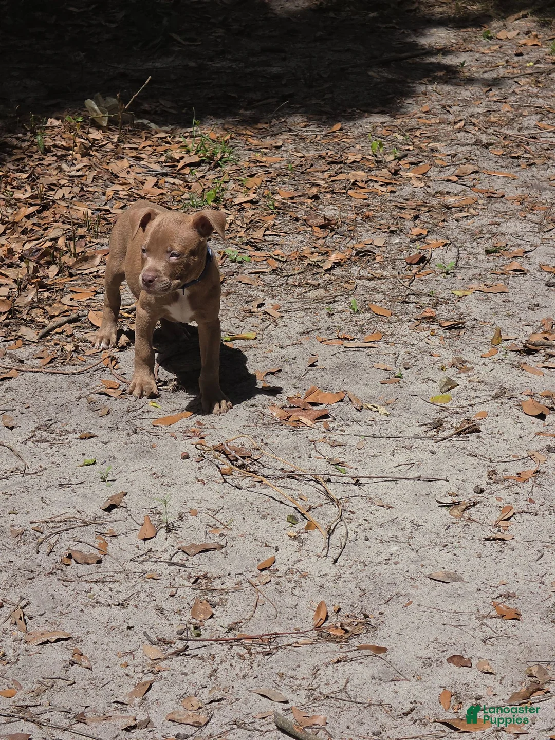 American Pit Bull Terrier dogs for sale: American Pit Bull Terrier 1 - Ad 1