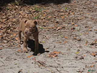 American Pit Bull Terrier dogs for sale: American Pit Bull Terrier 1 - Ad 1