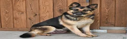German Shepherd dogs for sale: Majesty - Ad 6
