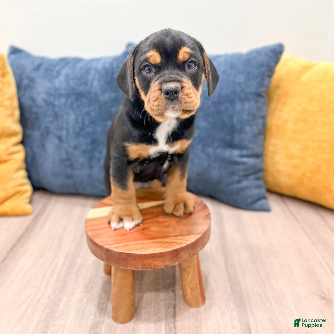 Mixed Breed dogs for sale: Gage - Ad 6