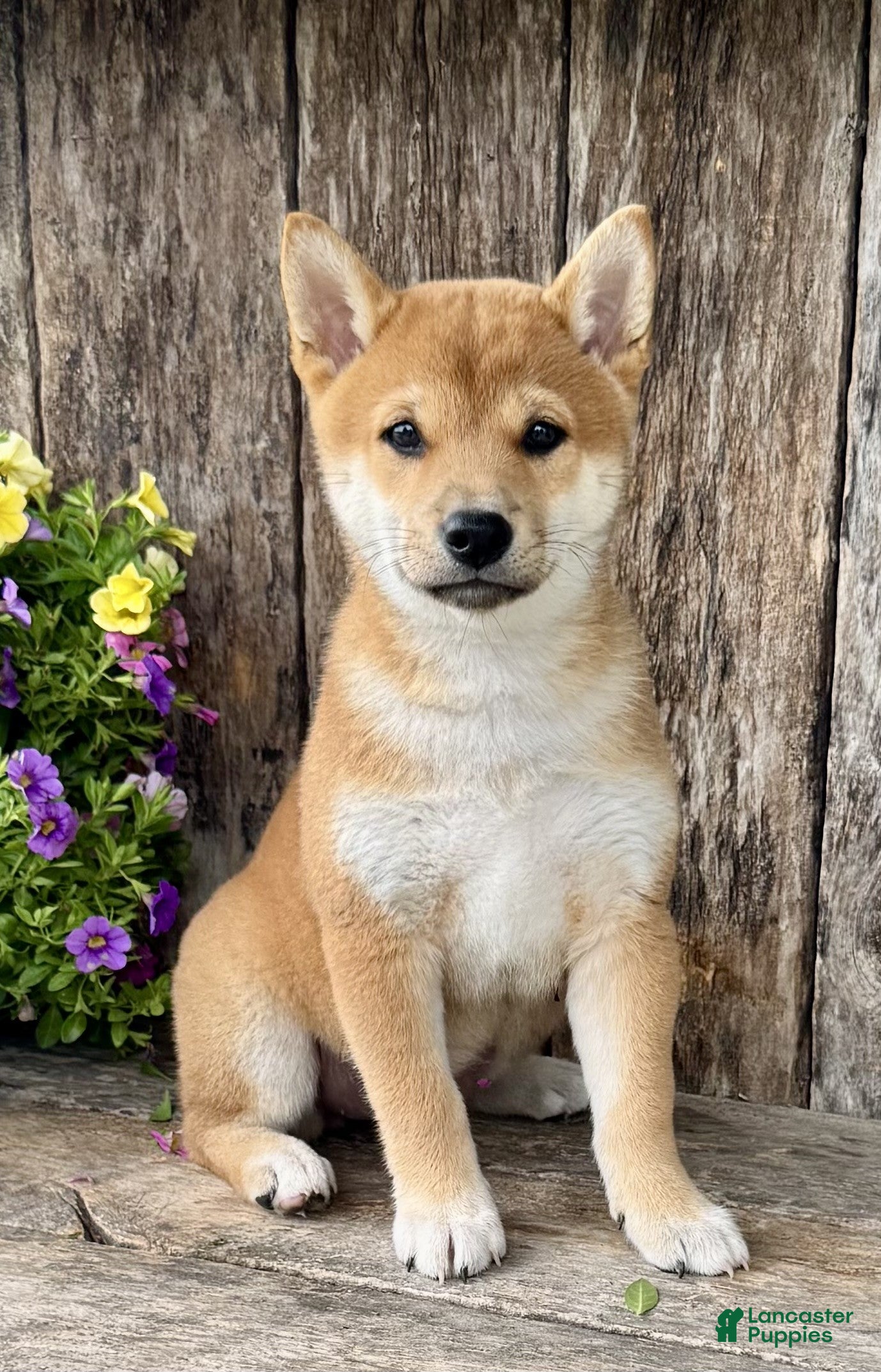 Shiba Inu dogs Cookie - Ad 2