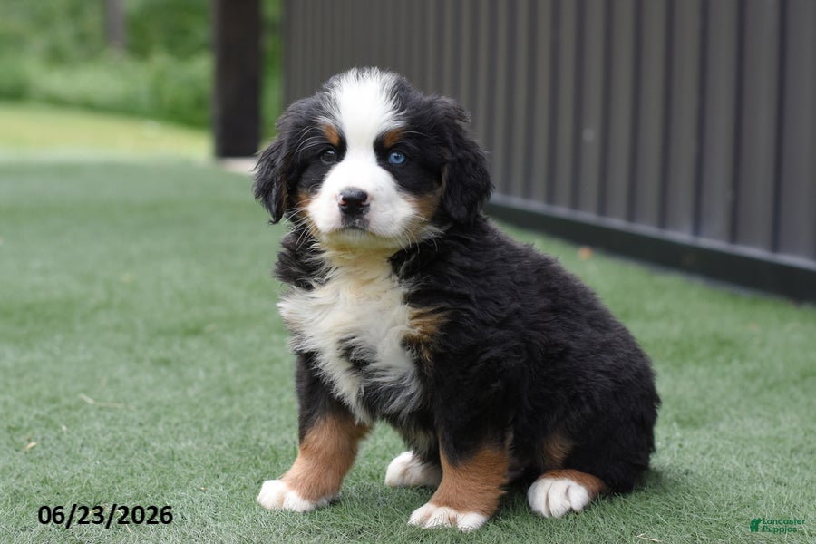Bernese Mountain Dog dogs Dylan - Ad 2