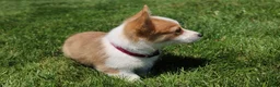 Welsh Corgi Pembroke dogs for sale: Winnie  - Ad 3