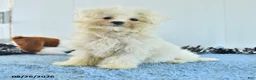 Pomapoo dogs for sale: Hermione - Ad 8