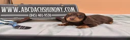 Miniature Dachshund dogs for sale: Miniature Dachshund Puppy 3 - Ad 7