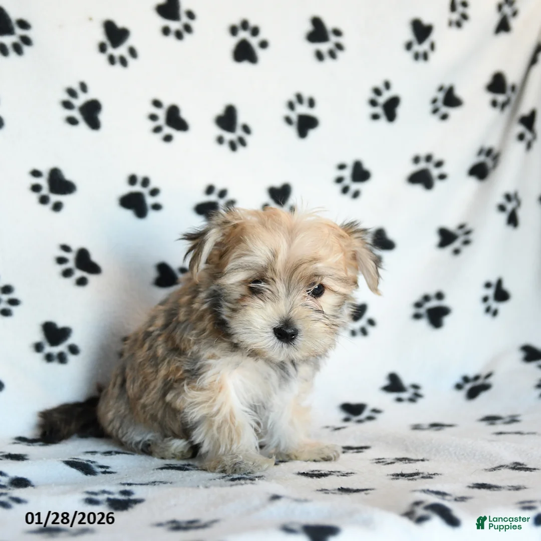 Morkie dogs for sale: Nugget - Ad 4