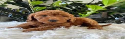 Mini Goldendoodle dogs for sale: Diva - Ad 3