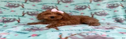 Cockapoo dogs for sale: Remi - Ad 7