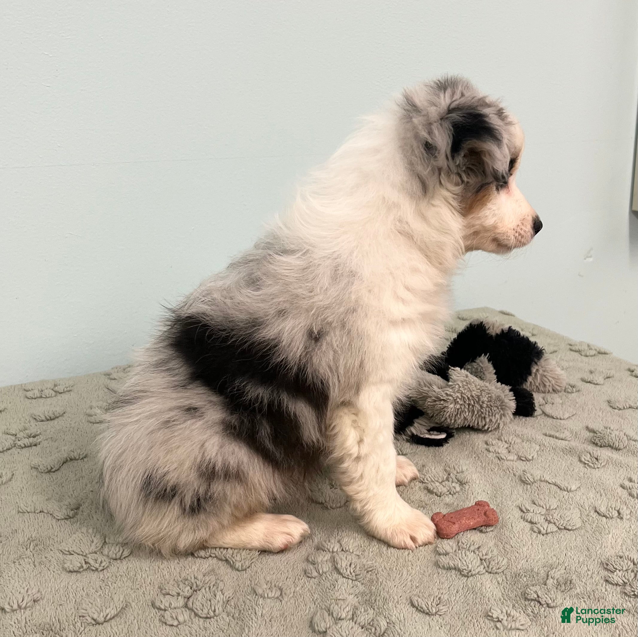 Australian Shepherd dogs Jackie - Ad 2