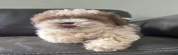 Teddy Bear dogs for sale: Teddy Bear Puppy 1 - Ad 5