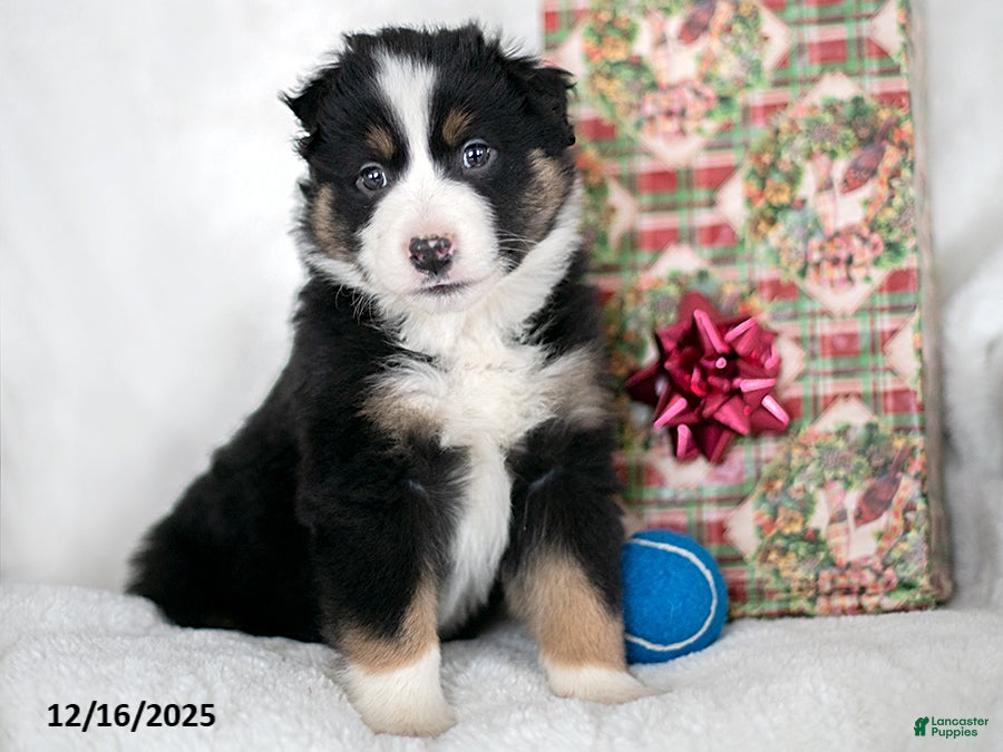 Miniature Australian Shepherd dogs Jack - Ad 23