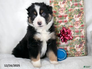 Miniature Australian Shepherd dogs Jack - Ad 6