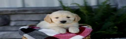 Golden Retriever dogs for sale: Bennett - Ad 1