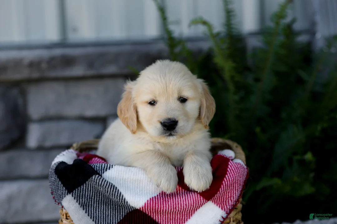 Golden Retriever dogs for sale: Bennett - Ad 1