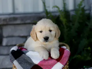 Golden Retriever dogs for sale: Bennett - Ad 1