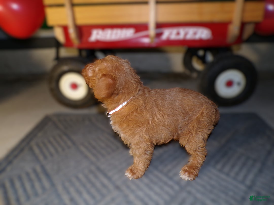 Pomapoo dogs for sale: Pomapoo Drew - Ad 4