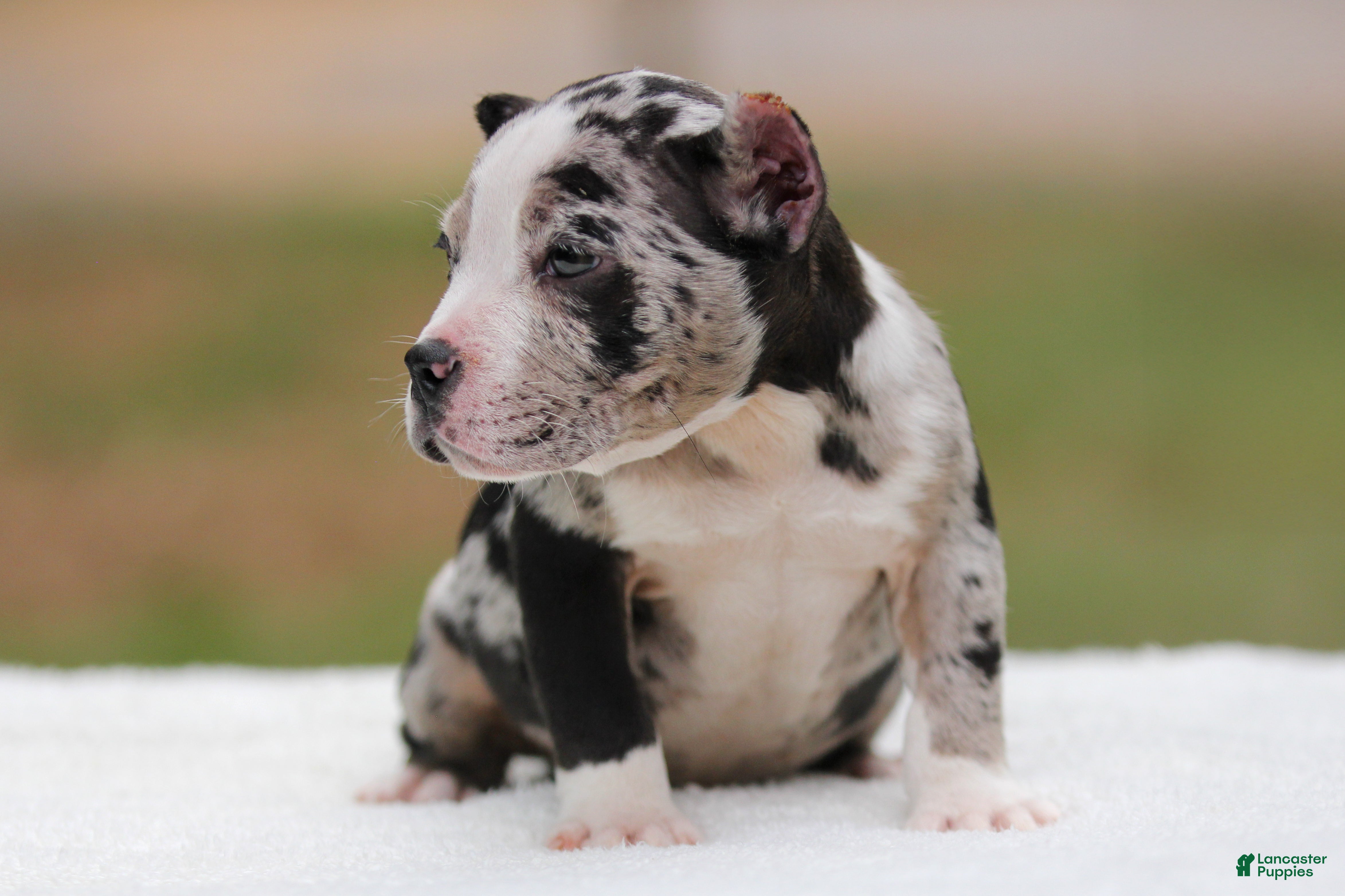 American Bully dogs Black Merle Female - Ad 2