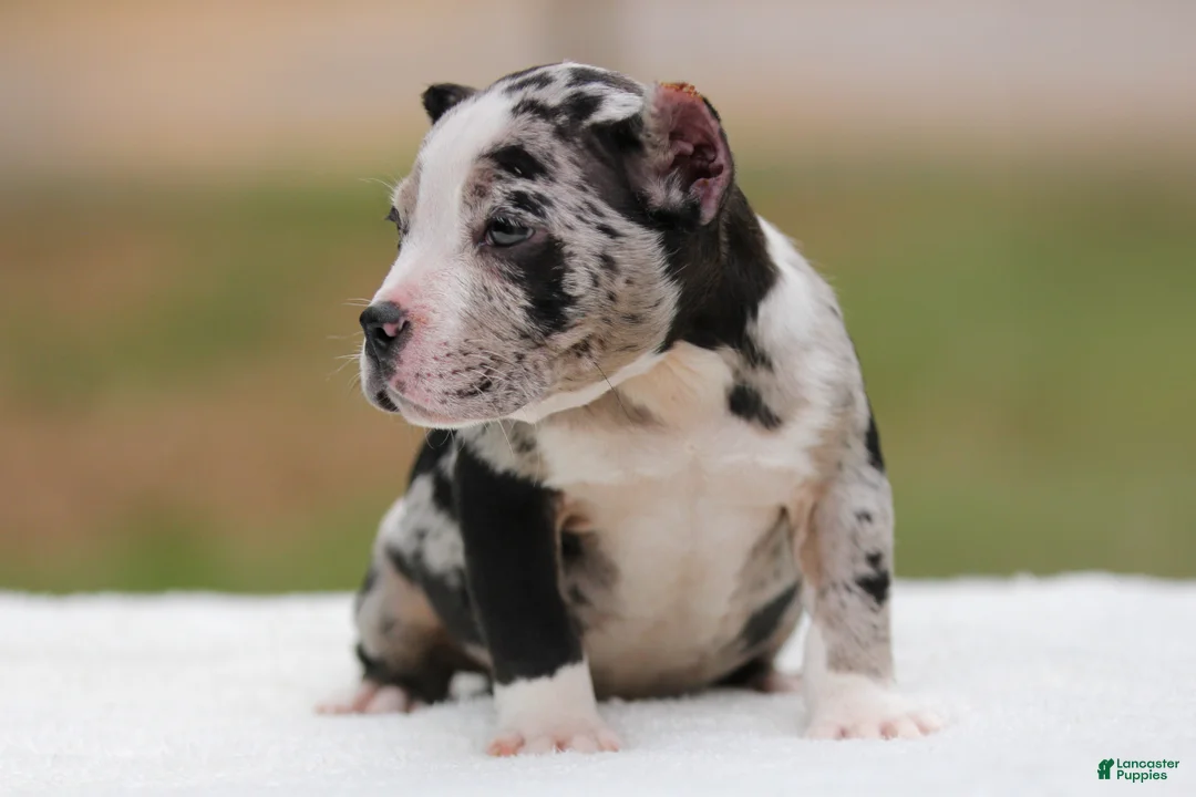 American Bully dogs for sale: Black Merle Female - Ad 2
