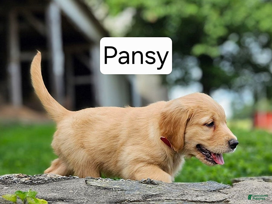 Golden Retriever dogs Pansy - Ad 16