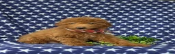 Mini Goldendoodle dogs for sale: Royce 10 lbs full grown - Ad 3