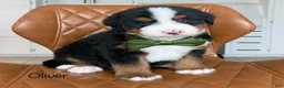 Bernedoodle dogs for sale: Oliver - Ad 1