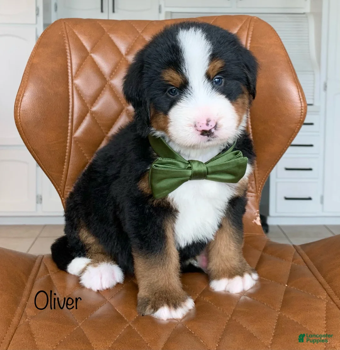 Bernedoodle dogs for sale: Oliver - Ad 1