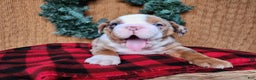 English Bulldog dogs for sale: Frisco - Ad 9