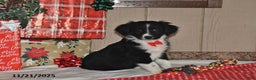 Australian Shepherd dogs for sale: Dakota - Ad 1