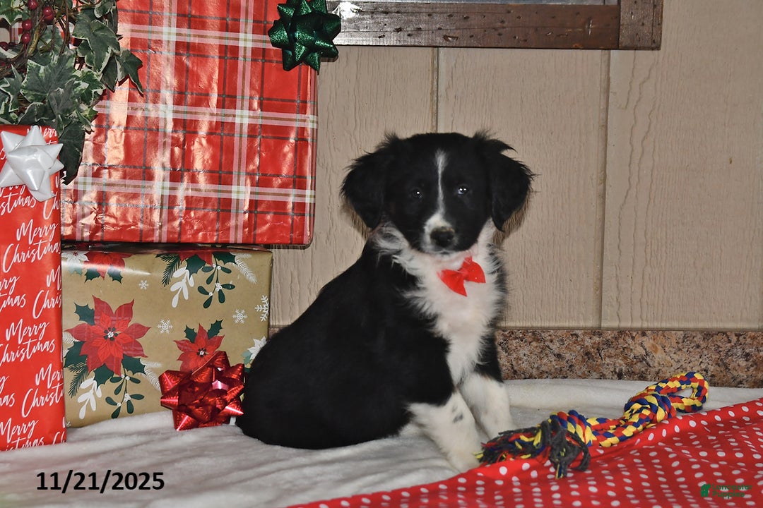 Australian Shepherd dogs for sale: Dakota - Ad 1