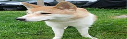 Akita dogs for sale: Aries  - Ad 5