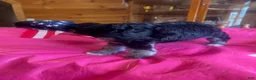 Miniature Schnauzer dogs for sale: Kerry (One blue eye, one brown eye) - Ad 2