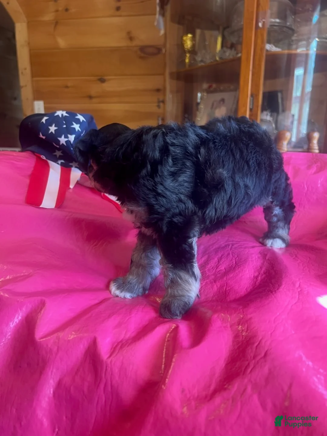 Miniature Schnauzer dogs for sale: Kerry (One blue eye, one brown eye) - Ad 2