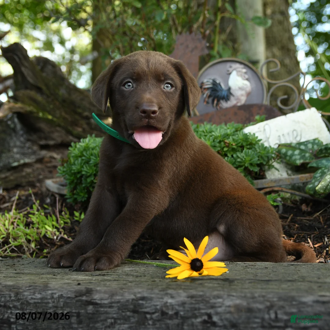Labrador Retriever dogs for sale: Thomas - Ad 2