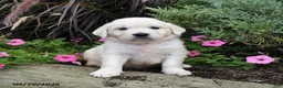 Golden Retriever dogs for sale: Diamond - Ad 1