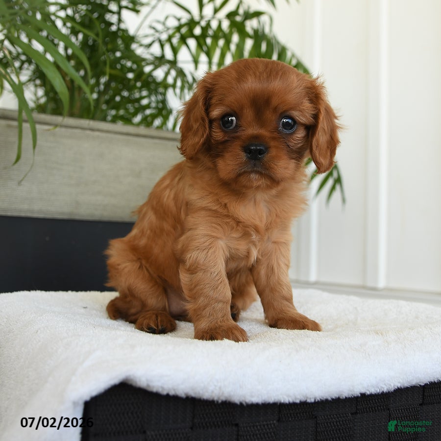 Cavalier King Charles Spaniel dogs Isis - Ad 1