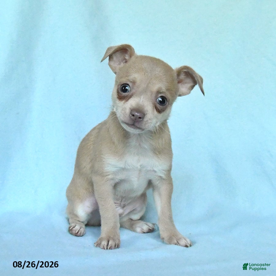 Chihuahua dogs Otis - Ad 1