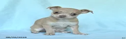 Chihuahua dogs for sale: Otis - Ad 1