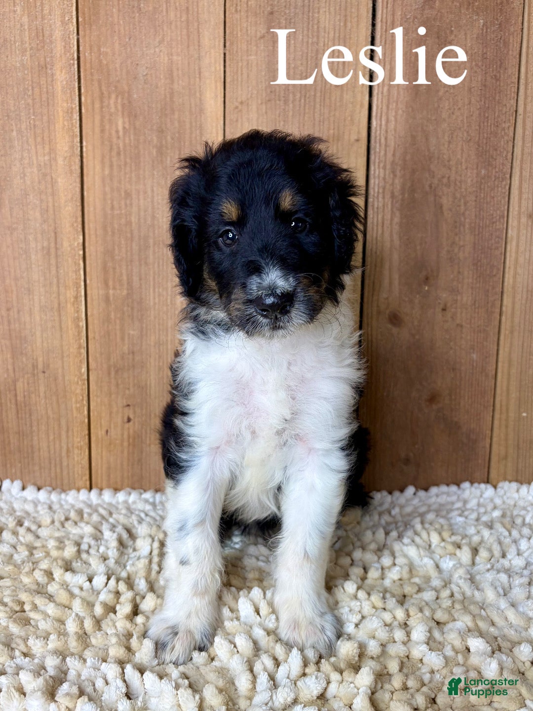 Mixed Breed dogs Leslie - Ad 1