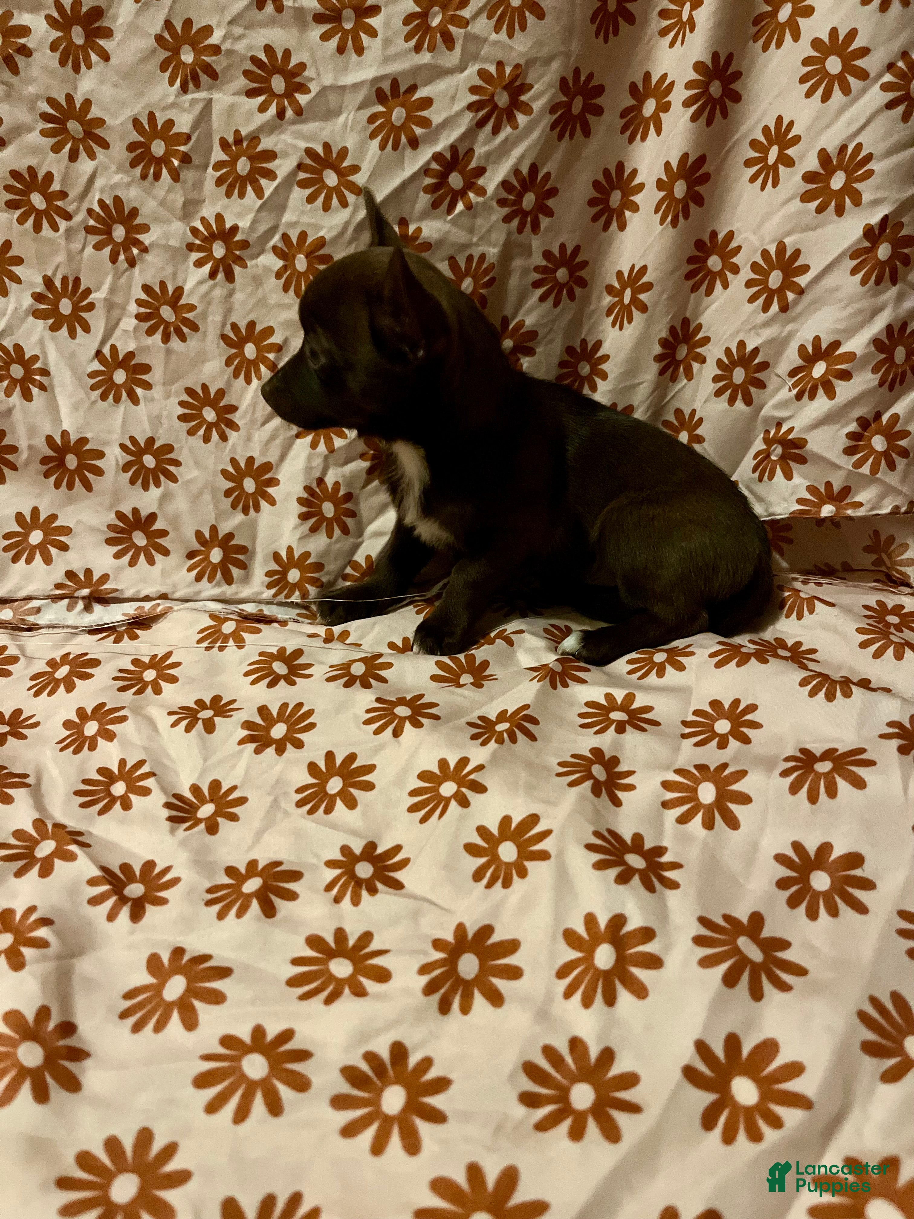 Chihuahua dogs Chocolate Female  - Ad 37