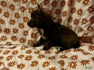 Chihuahua dogs Chocolate Female - Ad 12