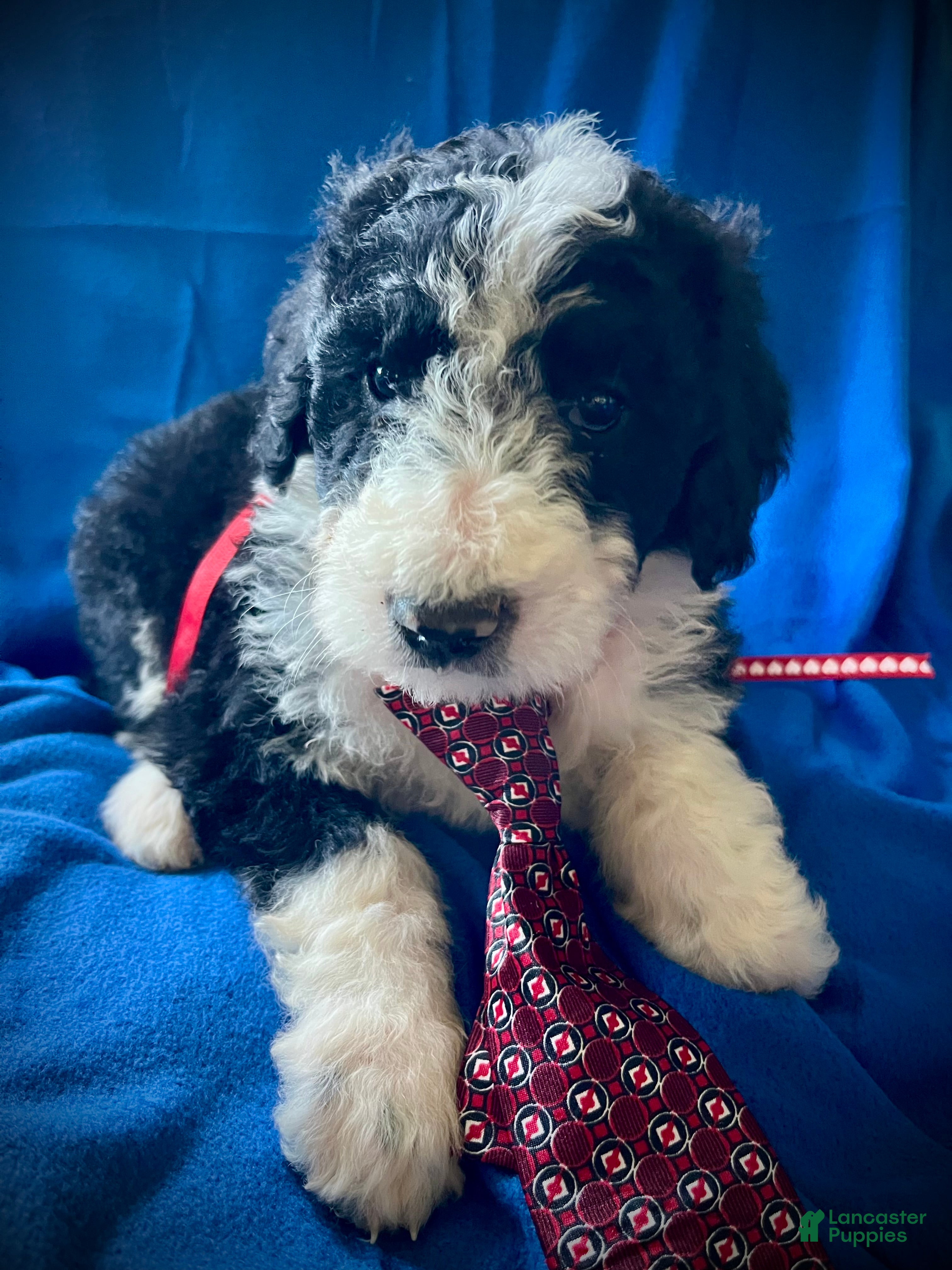 Sheepadoodle dogs Sheepadoodle Puppy 3 - Ad 9