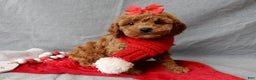 Cavapoo dogs for sale: Ginger - Ad 1